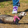 Wontee Small Pet Harness Vest and Leash Set with Bowknot