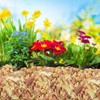 100% Natural Cedar Shavings | Mulch | Great for Outdoors