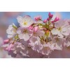 Live Akebono Cherry Blossom Tree (6''-10'' Tall) - Cherry Blossom