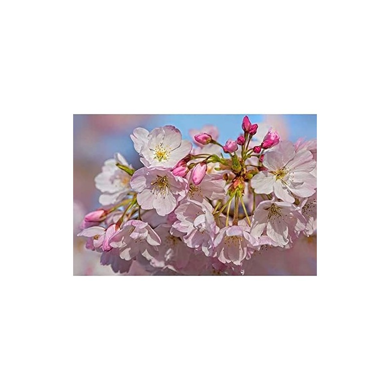 Live Akebono Cherry Blossom Tree (6''-10'' Tall) - Cherry Blossom