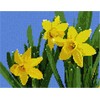 Pepita Needlepoint Canvas: Daffodils, 9" x 7"