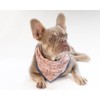 Pooch Mode Conversational Print Dog Bandana (Medium/Large)