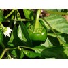 RDR Seeds Bell Pepper Seeds for Planting - California Wonder
