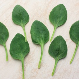 Spinach Seeds - Lakeside - Hybrid - 3 g Packet ~270 Seeds - Non- GMO, F1 Hybrid - Vegetable Garden