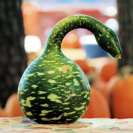 Sunshine Master 5+ Gooseneck Bottle Gourd Seeds Garden HEIRLOOM NON-GMO USA SELLER FREE SHIPPING - 5 Seeds