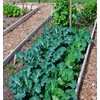 Soil Vigor Helps Flowers and Vegetable Garden Use Less Water