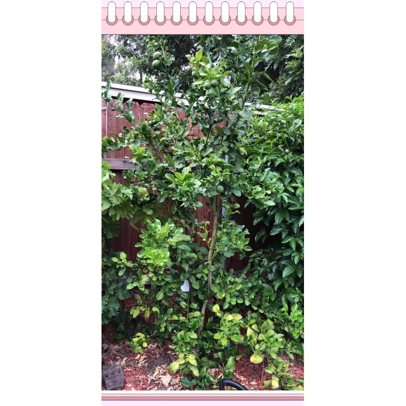 Fresh 1x Pack Of Organic Fresh Kaffir (Thai) Lime Leaves