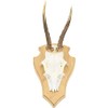 Auburn Board Deer Gamsbock Made of Oak Wood with Pine