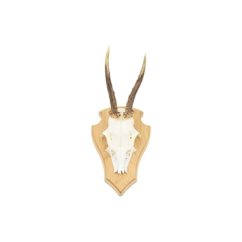 Auburn Board Deer Gamsbock Made of Oak Wood with Pine