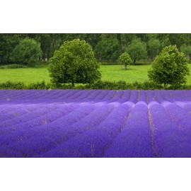 True English Lavender Vera Nice Garden Flower by Seed Kingdom BULK 1/4 Lb Seeds