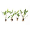 Canton Aquatics Anubias Gigantea - 5 Plants, Bare Root