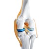 monolife Knee Joint Model, Knee Joints, Ligaments, Meniscus Model, Medical,