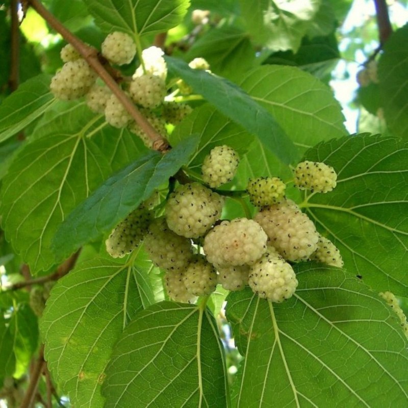 live plant 2-3 year old White Mulberry (Morus alba) plant,