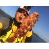 【 Jiginger Z Dragger Slim Real Bait 80g Konoshiro 】