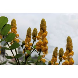 Christmas Candle Senna Bright Yellow Flowers Container or Landscape Gardening Houseplant Annual in Frost Areas (10) Cassia alata