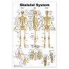 Blue Tree Publishing Skeleton Poster 24x36inch, Anatomical Chart