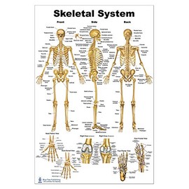 Blue Tree Publishing Skeleton Poster 24x36inch, Anatomical Chart
