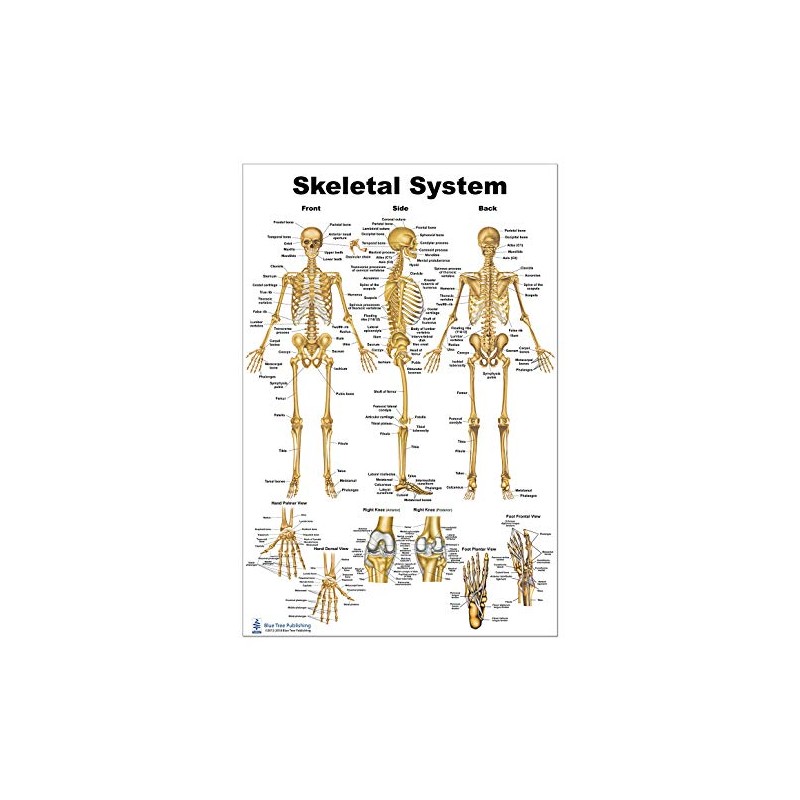 Blue Tree Publishing Skeleton Poster 24x36inch, Anatomical Chart
