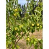 Santiam Nursery Honey Jar Asian Pear Tree, bare root, Very
