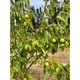 Santiam Nursery Honey Jar Asian Pear Tree, bare root, Very Sweet, Very Juicy, Very Early