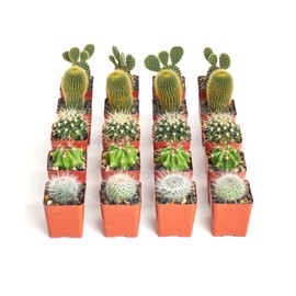 Shop Succulents Premium Live Mini Cactus Plants in Bulk 2" Pots, Easy Care Indoor or Outdoor Gardening, Terrariums, Favors, & Contemporary Spaces with Hardy, Resilient Varieties, Pack of 32