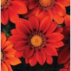 Outsidepride New Day Red Shades Gazania Seeds for Planting –