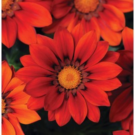 Outsidepride New Day Red Shades Gazania Seeds for Planting – 50 Pcs Perennial, Low-Maintenance, Drought-Tolerant Ground Cover Seeds for Vibrant Summer & Fall Flowers, Great for Outdoor Gardens