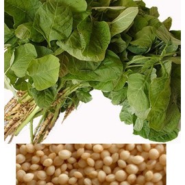 EarthCare Seeds Heirloom Amaranth, 100 Seeds