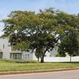 POPPA IN THE GARDEN  51 SEEDS Mimosa SEED Persian Silk magnetto hummingbirds, bees and butterflies.