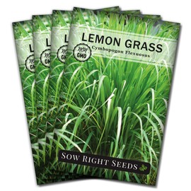 Sow Right Seeds Sow Right Seeds - Lemon Grass Seed for Planting - Non-GMO Heirloom Packet with Instructions for Easy Planting and Growing an Herb Garden - Indoor or Outdoors - Delicious Culinary Herb (4)