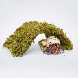 Begeterday Adjustable Hermit Crab Hideout, Ideal Hermit Crab Accessories for 10 Gallon Hermit Crab Tank