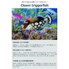 DAYOFF Mask Strap Cover, Fish, Design, Diving Mask, Snorkeling Mask