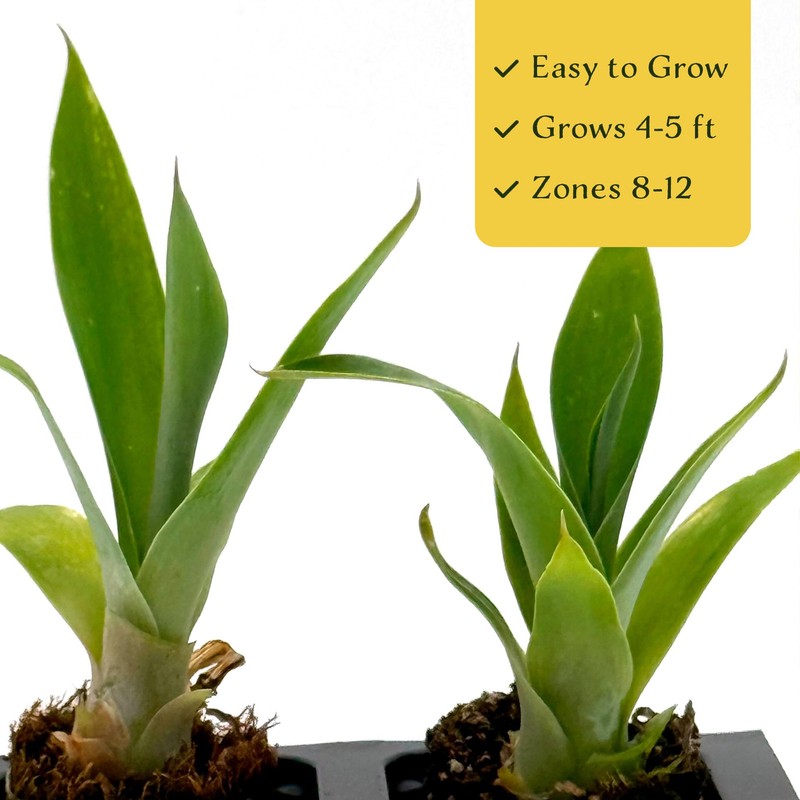 Blue Fox Tail Agave | 6 Live Plants in 2.5