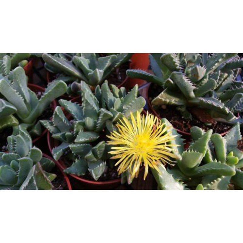 Faucaria tigrina Cacti Cactus Succulent Real Live Plant