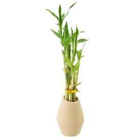 Arcadia Garden Products 5-Stem Lucky Bamboo, Live Indoor Plant in Dimension II Ceramic Planter for Home, Work, or Gift, Tan ***Cannot Ship to Hawaii***