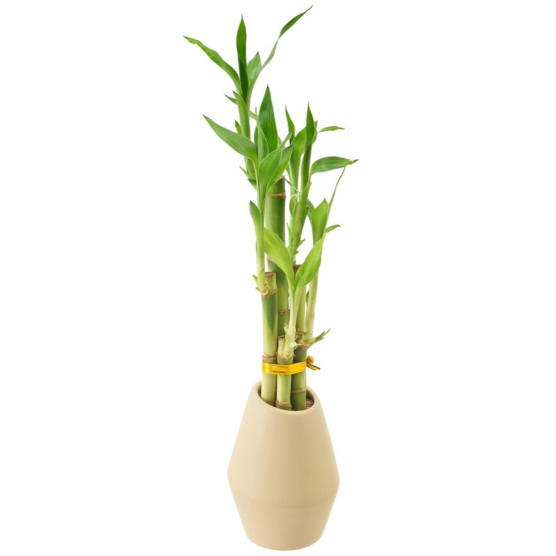 Arcadia Garden Products 5-Stem Lucky Bamboo, Live Indoor Plant in