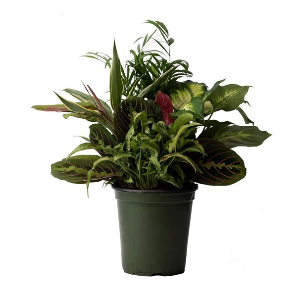 American Plant Exchange Dish Garden Assorted Foliage Combonation, 6-Inch Pot, Live Indoor Houseplant for Home & Garden Decor