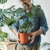 Plant Support Shrub Holder Plant Support Plant Support Plant Stem