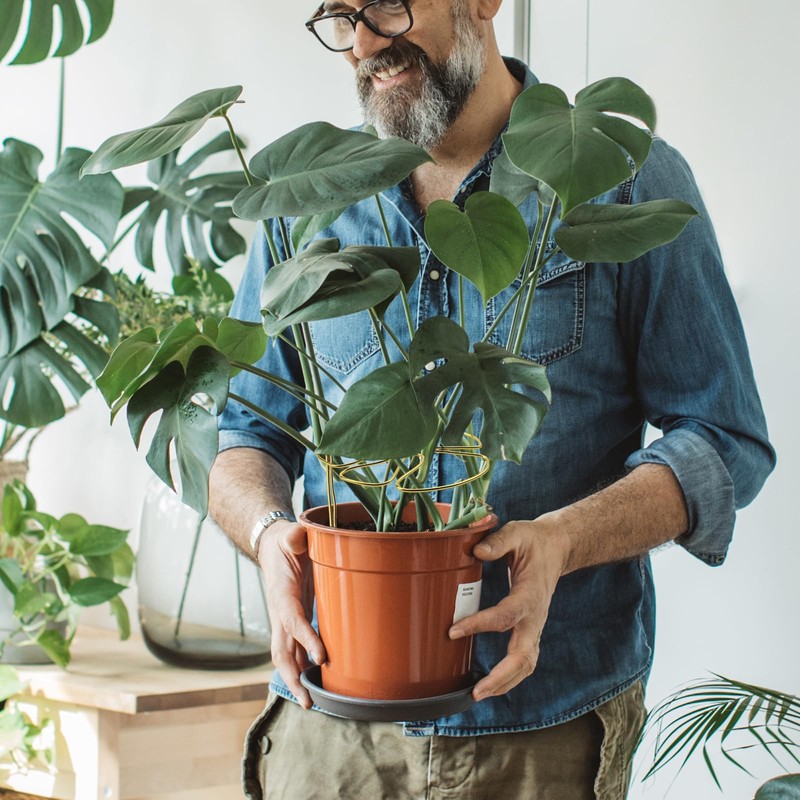 Plant Support Shrub Holder Plant Support Plant Support Plant Stem