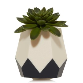 Yankee Candle Succulent Diffuser