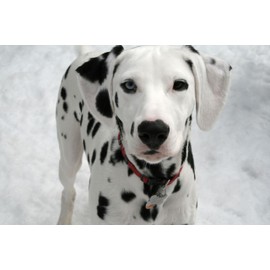 Dean and Tyler DT Freedom Muzzle, Size No. 26 - Dalmatian Female