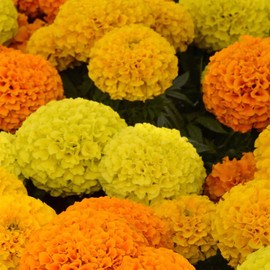 African Marigold Flower Garden Seeds - Taishan Series F1 - Mix - 100 Seeds - Annual Flower Gardening Seeds - Tagetes erecta