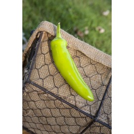 Hot Banana Heirloom Wax Pepper Premium Seed Packet + More