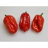 Aji Dulce Red Pepper 10+ Seeds
