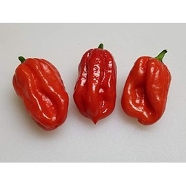 Aji Dulce Red Pepper 10+ Seeds