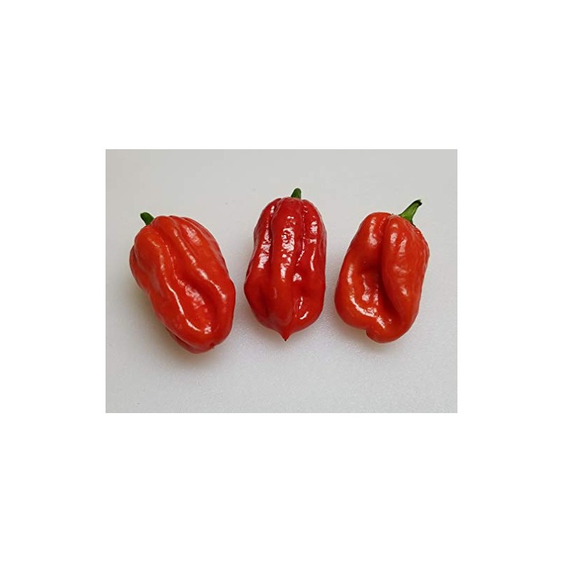 Aji Dulce Red Pepper 10+ Seeds