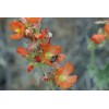 Sphaeralcea munroana | Munro's Globemallow | 20 Seeds