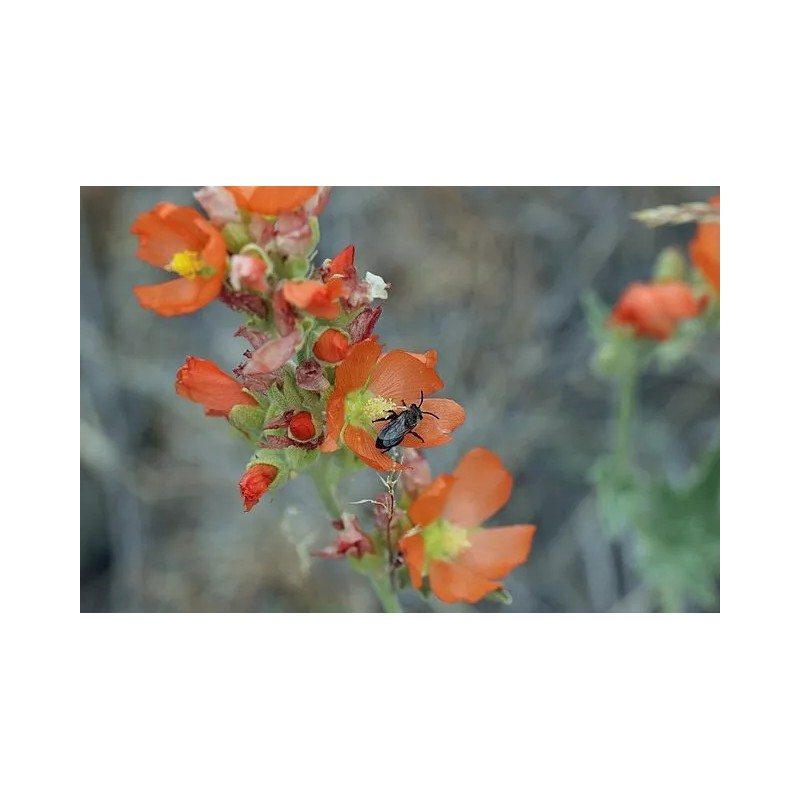 Sphaeralcea munroana | Munro's Globemallow | 20 Seeds