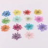 100pcs/pack Ammi majus Natural Pressed Dried Flower for Resin Jewelry