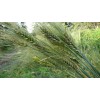 Sunshine Seeds Peruvian Trigo Wheat Seeds (200) / ORGANIC /